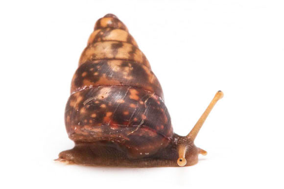 Giardia sp. Duong Dong, Phu Quoc,Vietnam semiadult